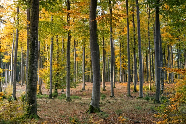 Sous bois en fôret